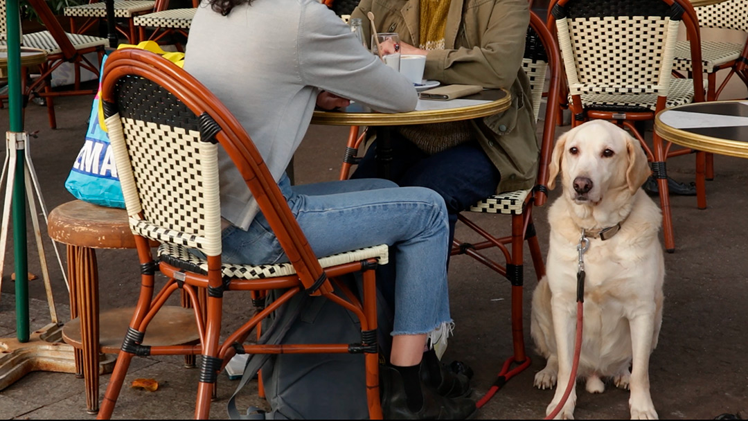 dans J'ai retrouvé mon chien